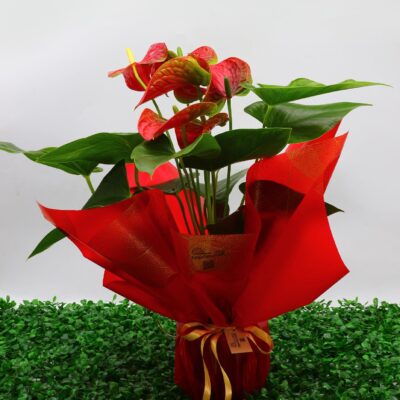 Kırmızı Antoryum Saksı Çiçeği
