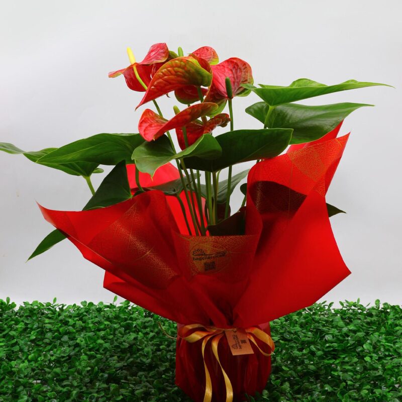 Kirmizi Antoryum Saksi Cicegi